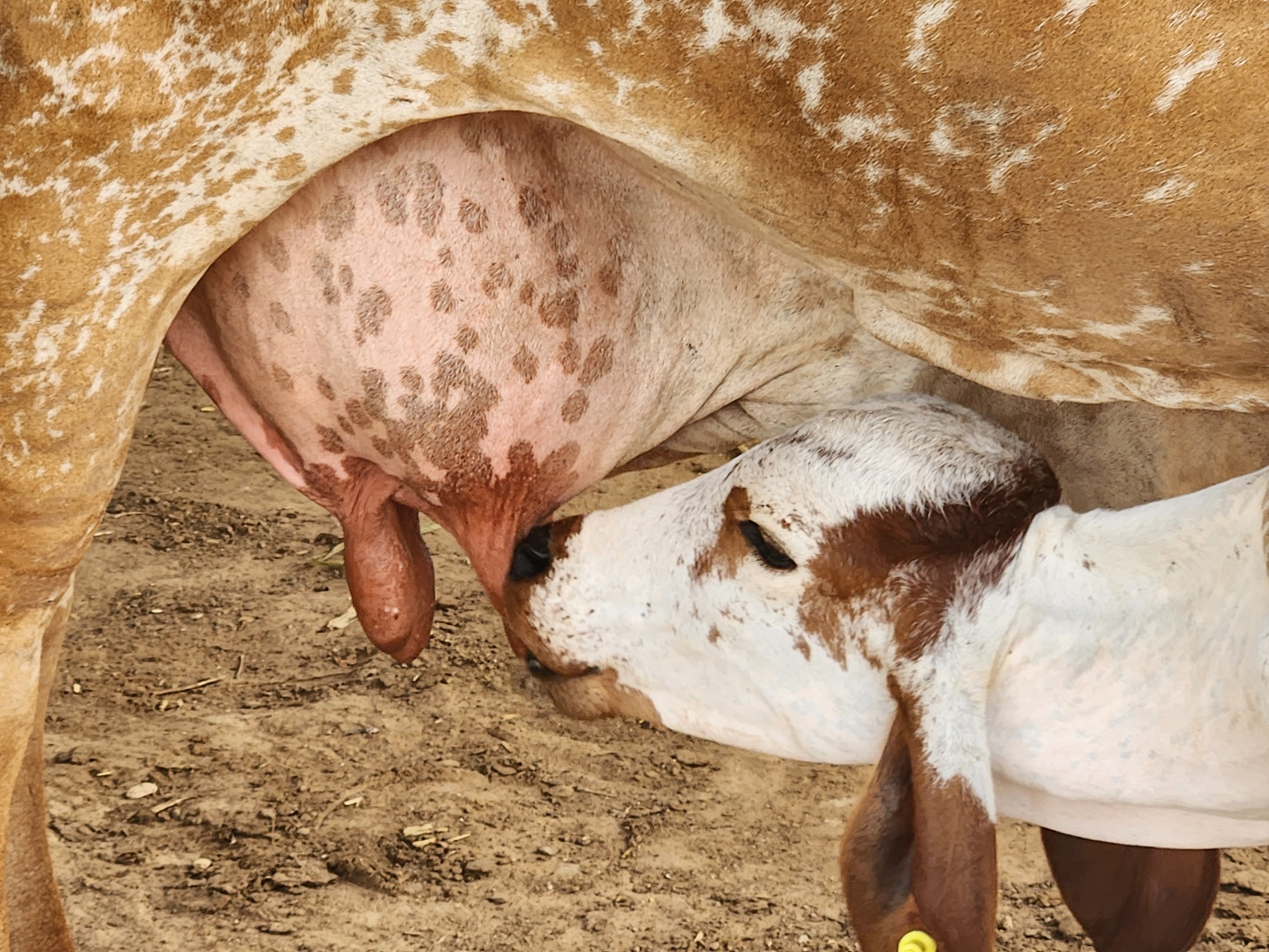 Calf drinking milk