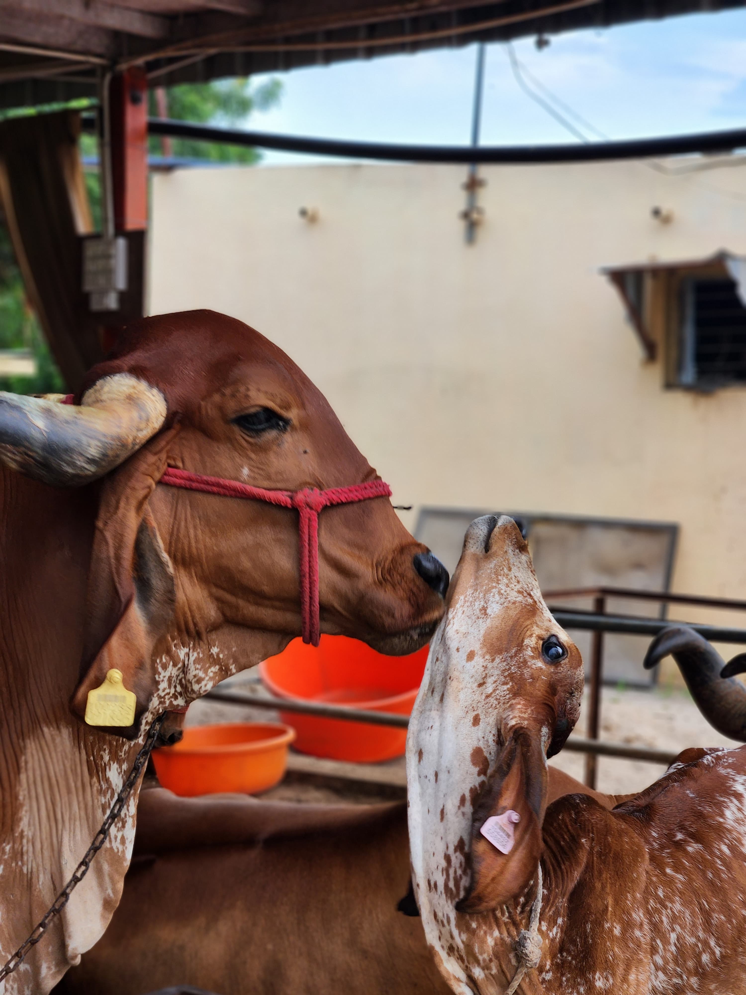 Cow and calf at Gaudham Gaushala