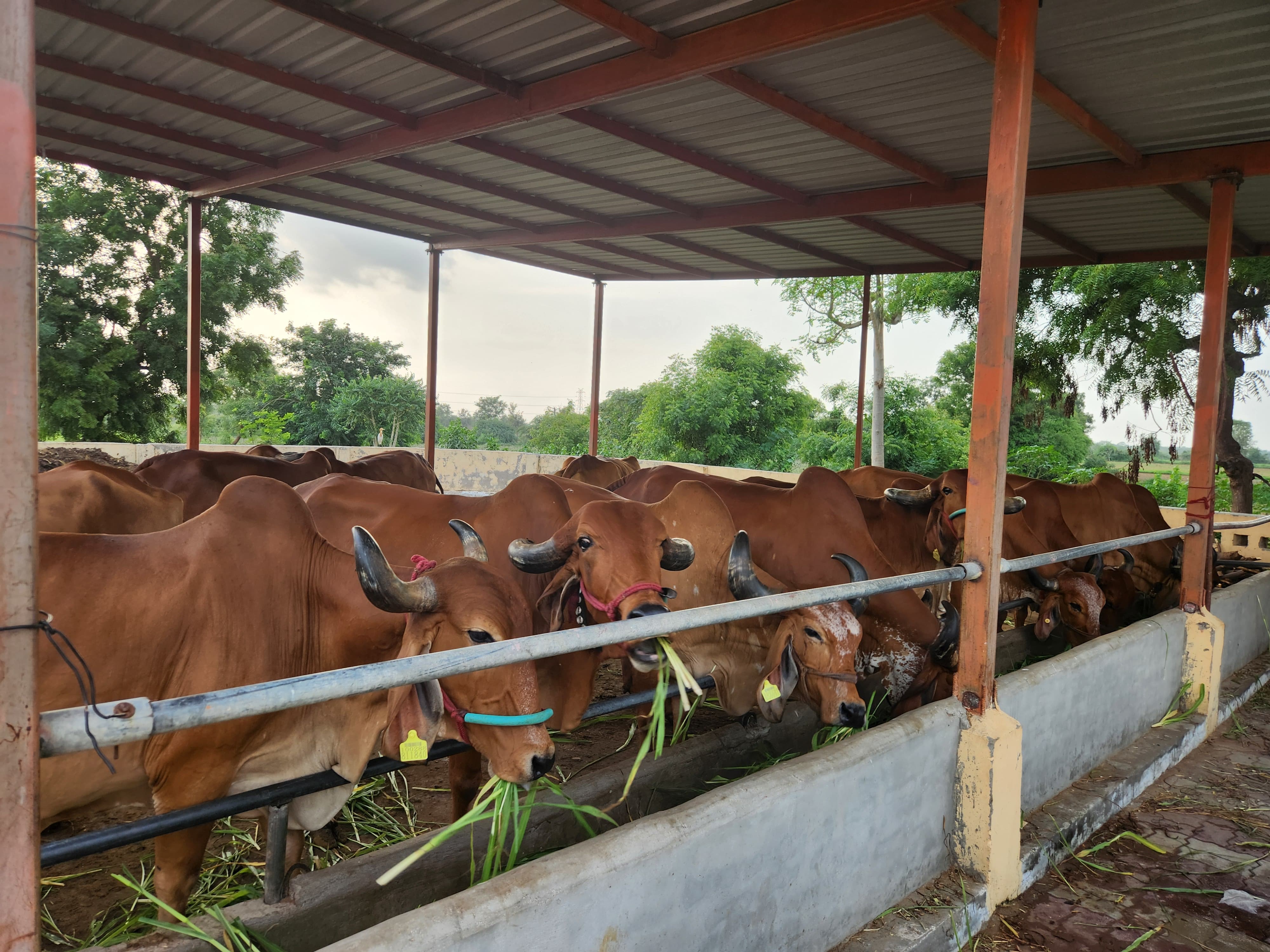 Cow eating grass at Gaudham