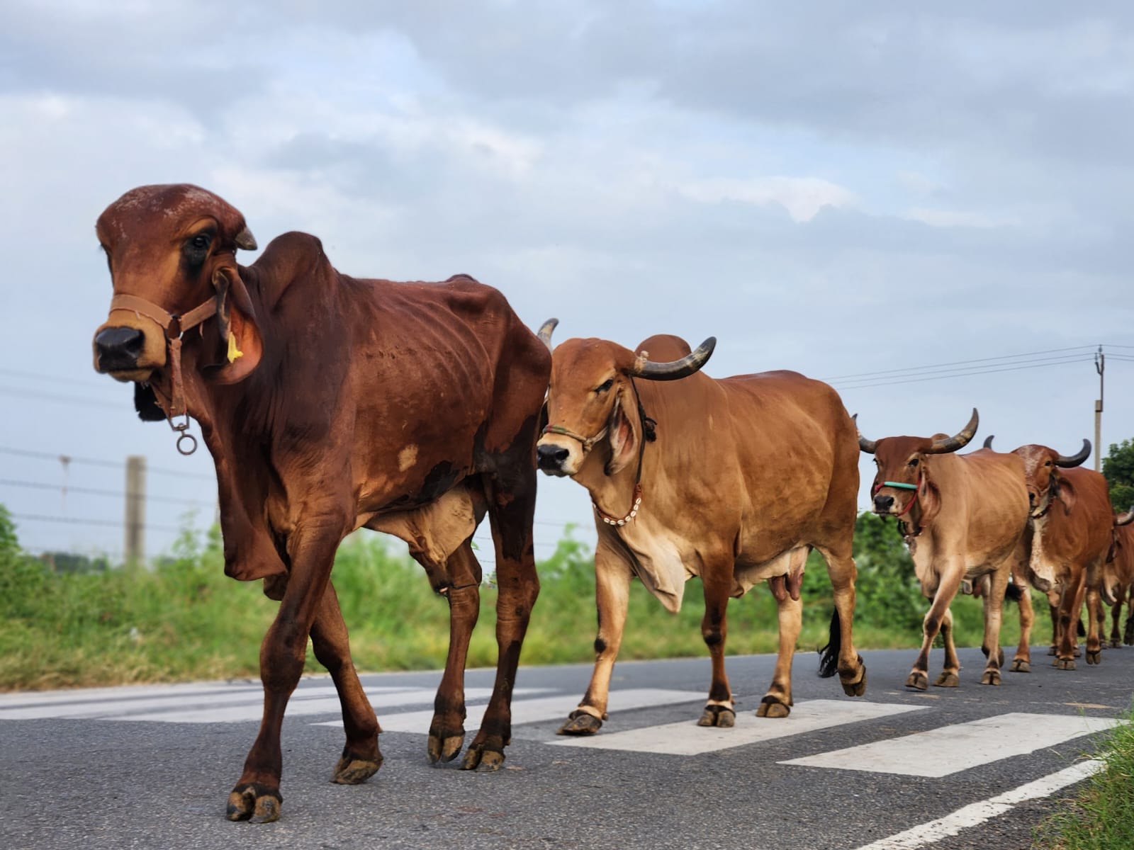 Cows going for grazing