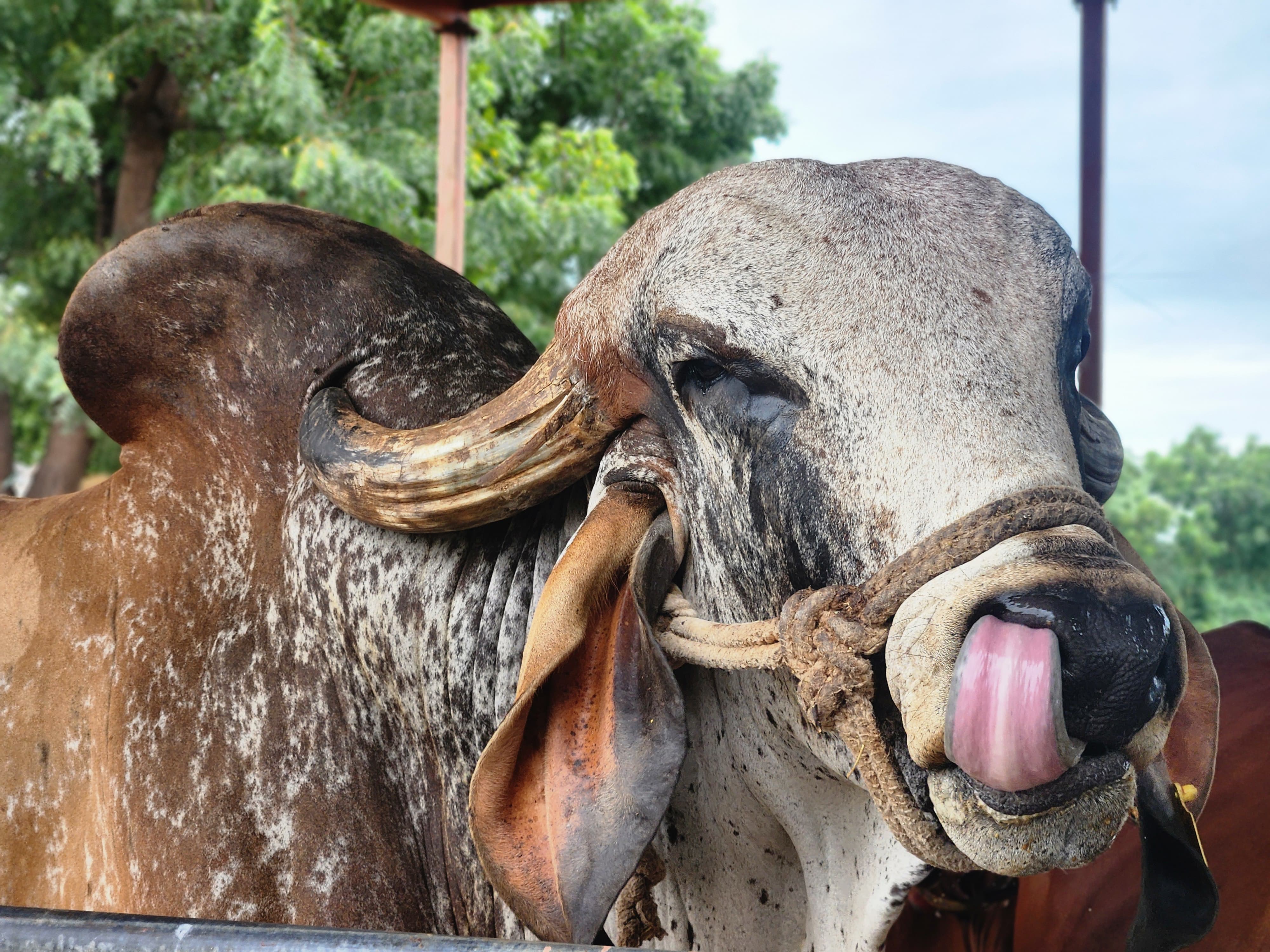 Gaudham Gir bull