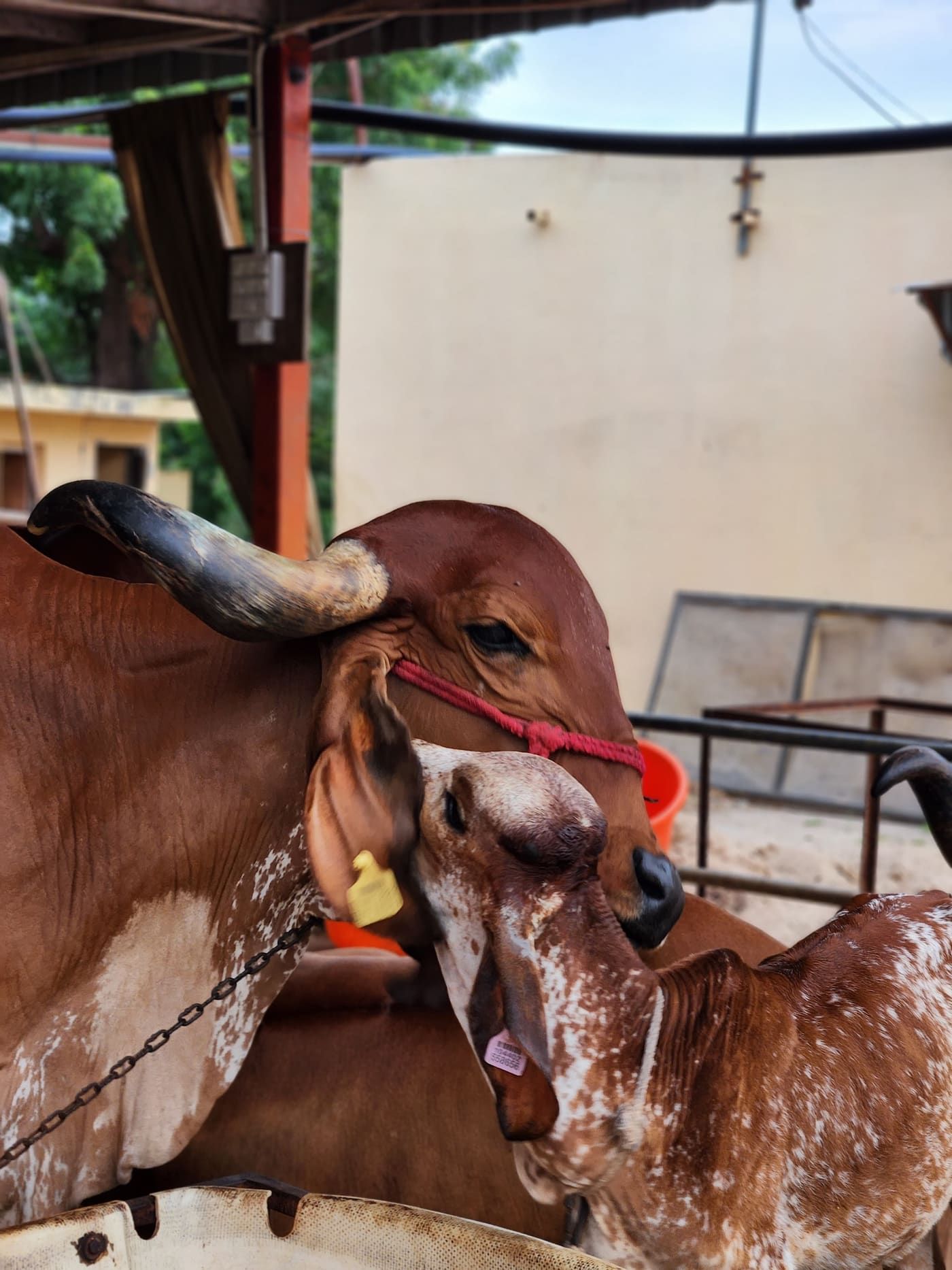 Gir cow and calf at Gaudham Gaushala