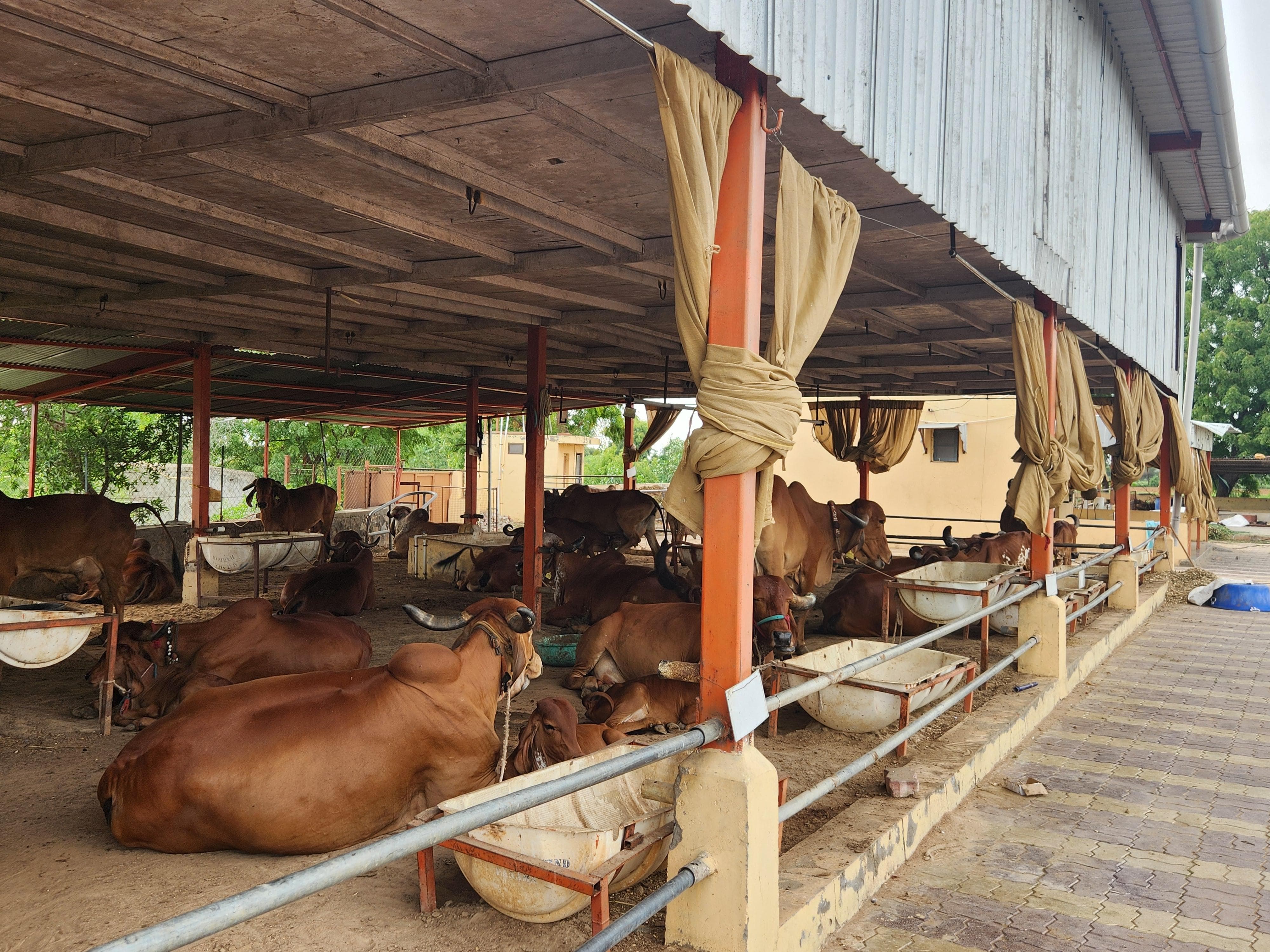 Gaudham Gaushala entrance
